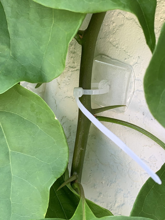 Trellis Anchors 50 Pack Clear Adhesive No-Drill Climbing Plant Vine Support